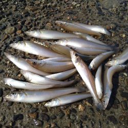 エギングロッドでちょい投げ